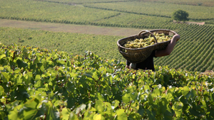 hill of corton harvest